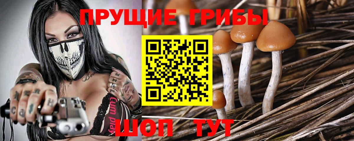 Алексин  купить наркотики сайты  Псилоцибиновые грибы Psilocybine cubensis  Вход с VPN  Псилоцибиновые грибы Psilocybe 